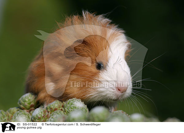 junges Meerschwein / young guinea pig / SS-01522