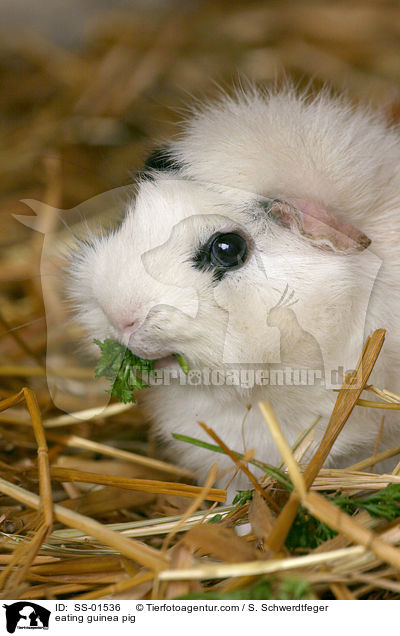eating guinea pig / SS-01536