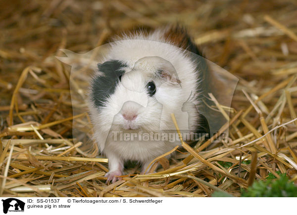 Meerschwein im Stroh / guinea pig in straw / SS-01537