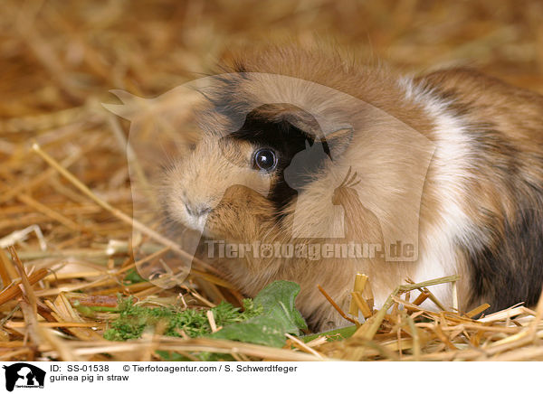 Meerschwein im Stroh / guinea pig in straw / SS-01538