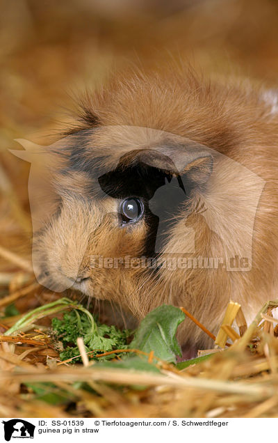 Meerschwein im Stroh / guinea pig in straw / SS-01539