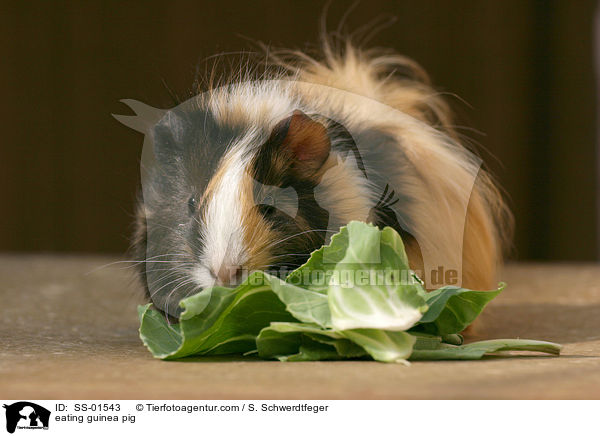 eating guinea pig / SS-01543