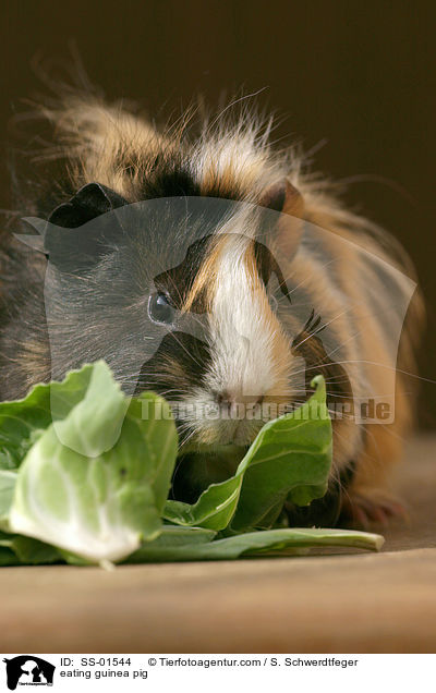 fressendes Meerschwein / eating guinea pig / SS-01544
