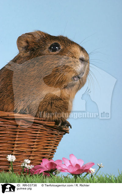 Meerschweinchen / guinea pig / RR-03736