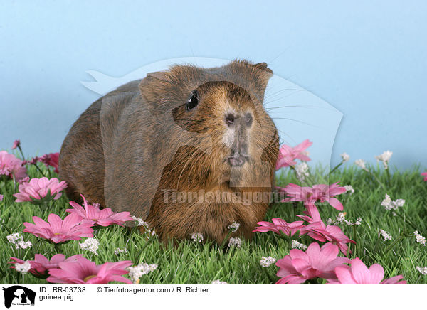 Meerschweinchen / guinea pig / RR-03738