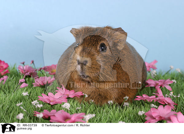 Meerschweinchen / guinea pig / RR-03739