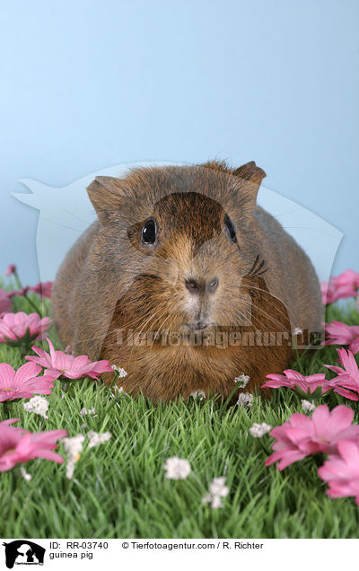 Meerschweinchen / guinea pig / RR-03740