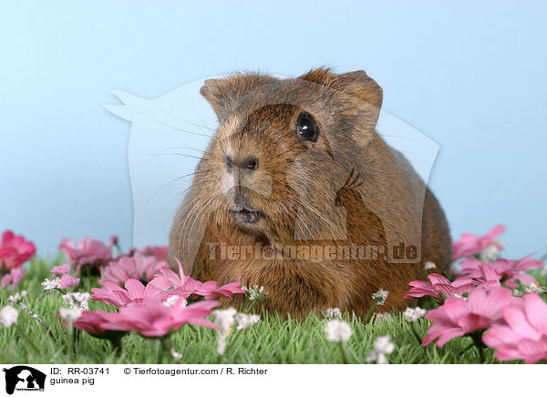 Meerschweinchen / guinea pig / RR-03741