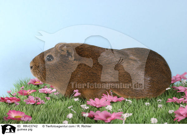 Meerschweinchen / guinea pig / RR-03742