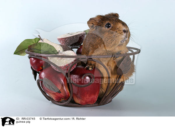 Meerschweinchen / guinea pig / RR-03745