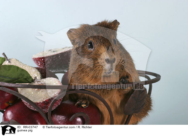 Meerschweinchen / guinea pig / RR-03747