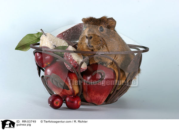 Meerschweinchen / guinea pig / RR-03749