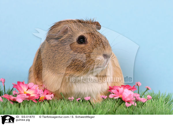 Meerschwein / guinea pig / SS-01870