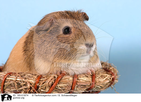 Meerschwein / guinea pig / SS-01874