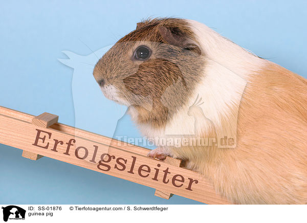 Meerschwein / guinea pig / SS-01876