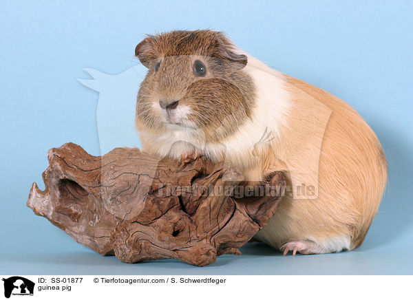 Meerschwein / guinea pig / SS-01877