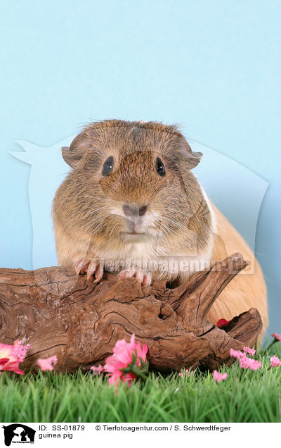 Meerschwein / guinea pig / SS-01879