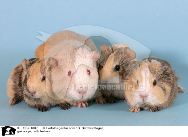 Meerschwein mit Jungen / guinea pig with babies / SS-01887