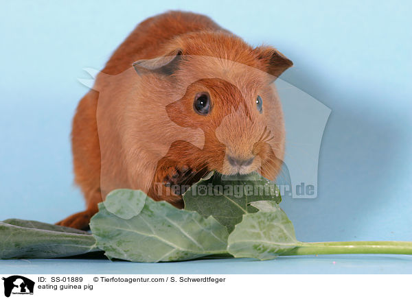eating guinea pig / SS-01889