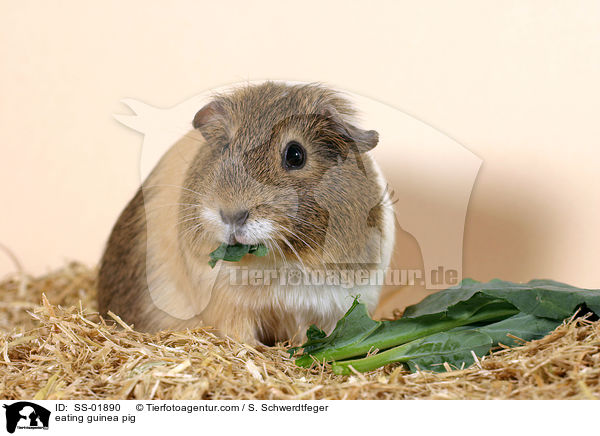 fressendes Meerschwein / eating guinea pig / SS-01890