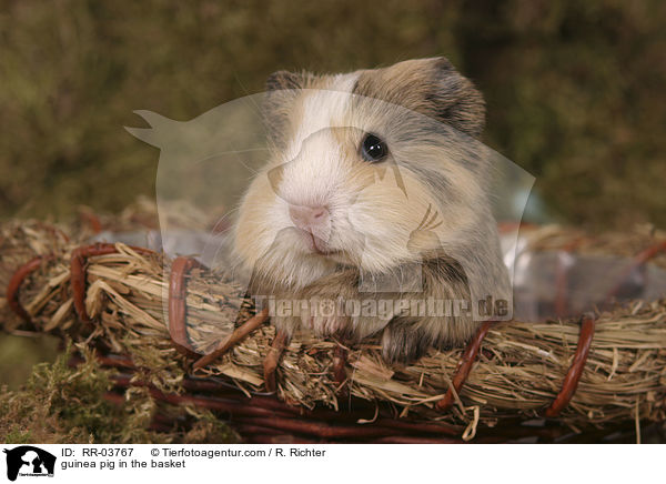 Meerschweinchen im Krbchen / guinea pig in the basket / RR-03767