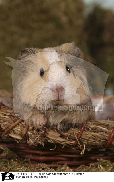 Meerschweinchen im Krbchen / guinea pig in the basket / RR-03769