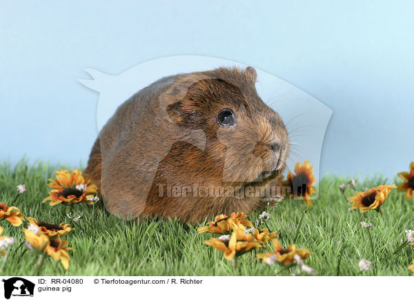 Meerschweinchen / guinea pig / RR-04080