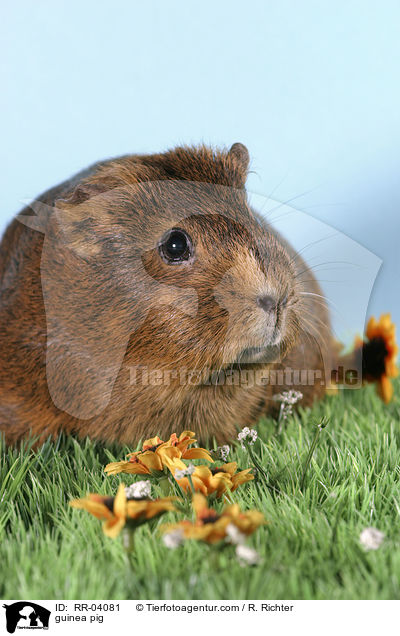 Meerschweinchen / guinea pig / RR-04081