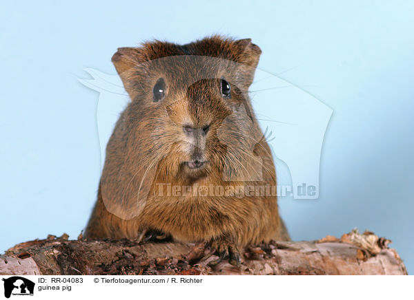 guinea pig / RR-04083