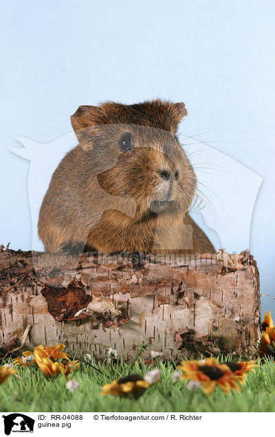 guinea pig / RR-04088
