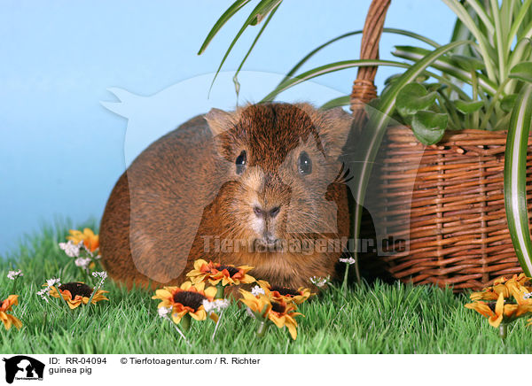 guinea pig / RR-04094
