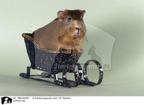 Meerschweinchen / guinea pig / RR-04095