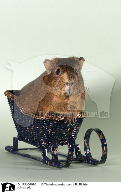 Meerschweinchen / guinea pig / RR-04096