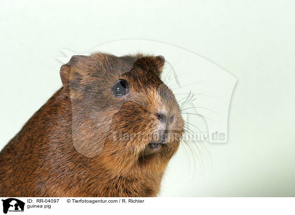 Meerschweinchen / guinea pig / RR-04097