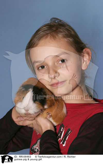 Meerschwein mit Kind / guinea pig & young girl / RR-06463