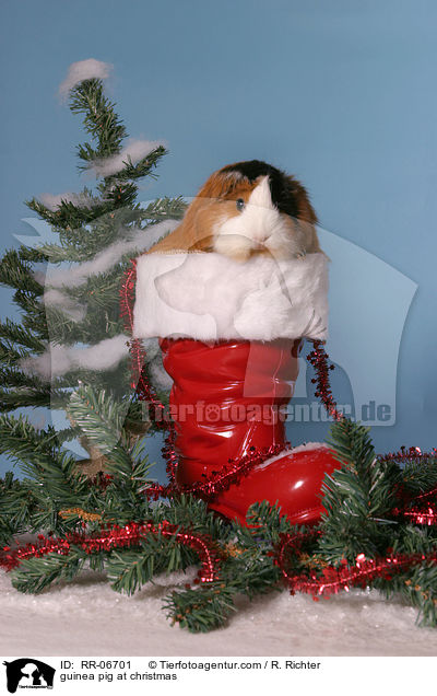 Meerschwein zu Weihnachten / guinea pig at christmas / RR-06701