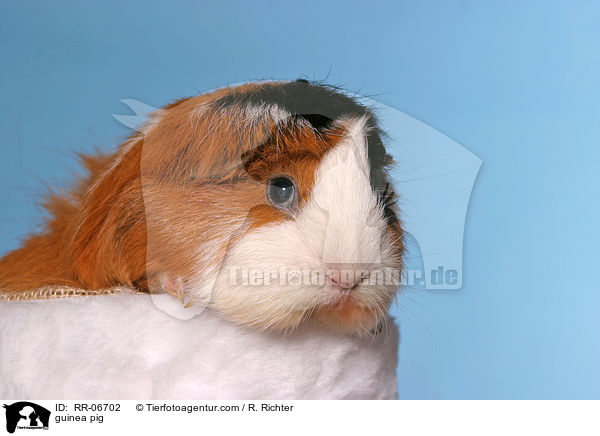 guinea pig / RR-06702