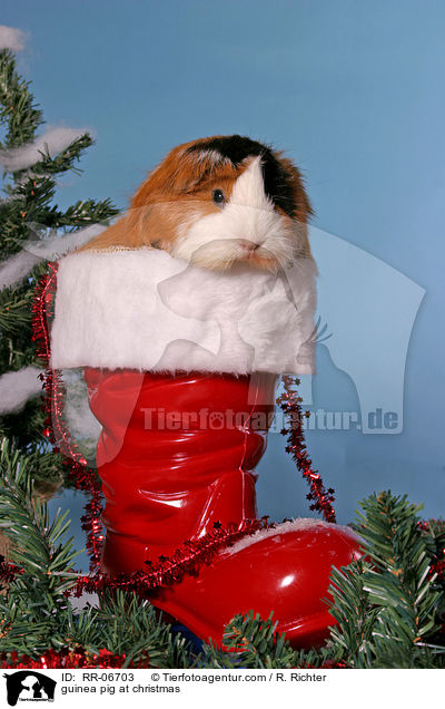 Meerschwein zu Weihnachten / guinea pig at christmas / RR-06703