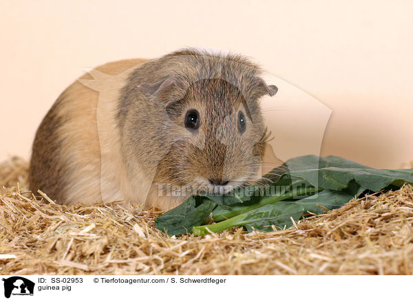 Meerschweinchen / guinea pig / SS-02953