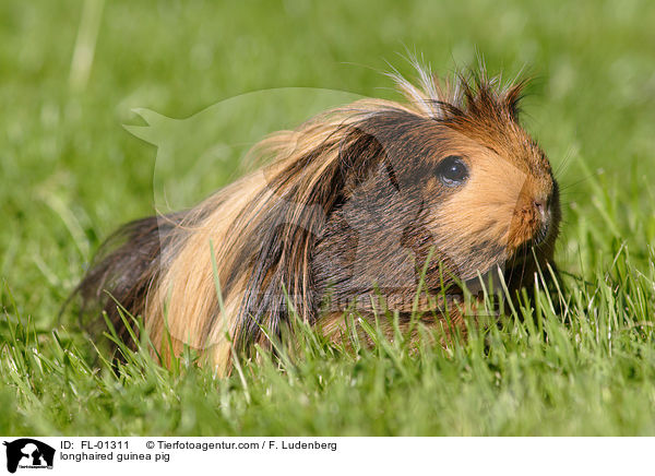 longhaired guinea pig / FL-01311