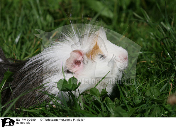Meerschwein / guinea pig / PM-02689
