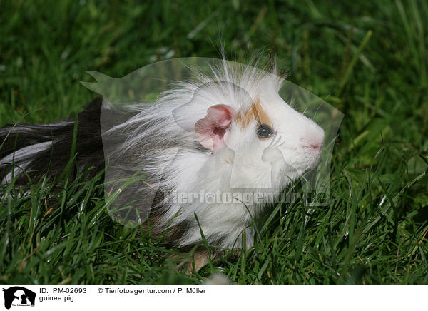 guinea pig / PM-02693