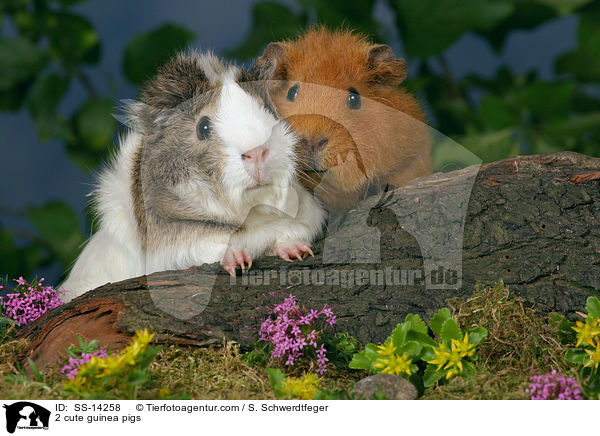 2 cute guinea pigs / SS-14258