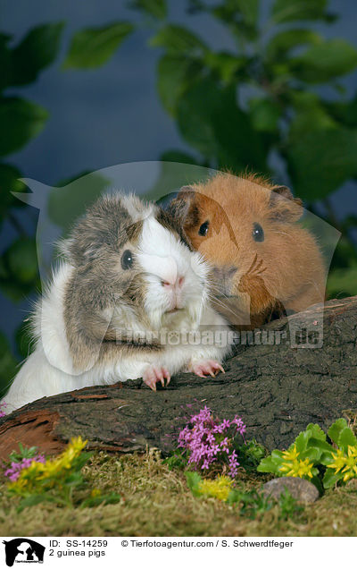 2 guinea pigs / SS-14259