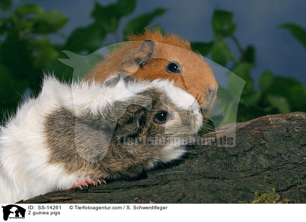 2 Meerschweine / 2 guinea pigs / SS-14261