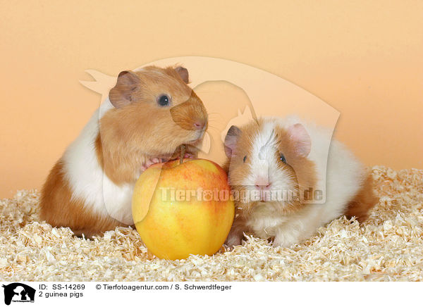 2 Meerschweine / 2 guinea pigs / SS-14269