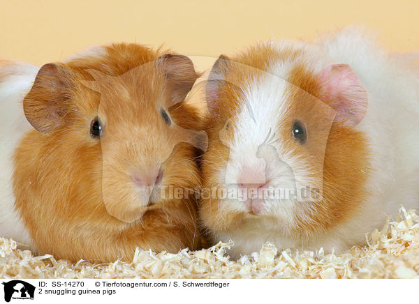2 kuschelnde Meerschweine / 2 snuggling guinea pigs / SS-14270