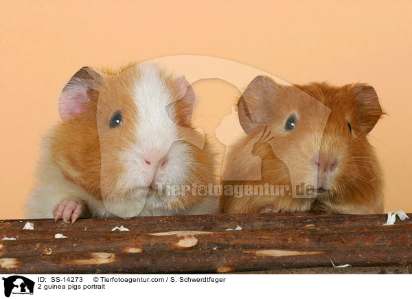 2 Meerschweine im Portrait / 2 guinea pigs portrait / SS-14273