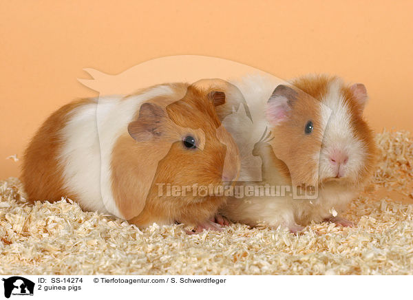 2 guinea pigs / SS-14274