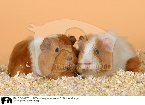 2 snuggling guinea pigs / SS-14275